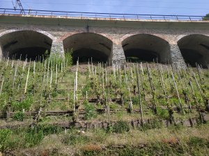 Moselradweg von Cochem nach Wasserbillig  