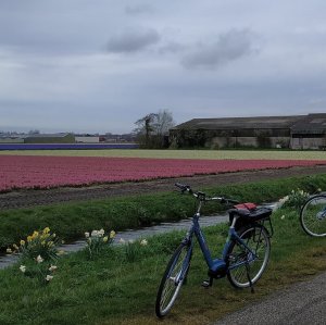 Geführte Rad- und Schiffsreise - Tulpentour 